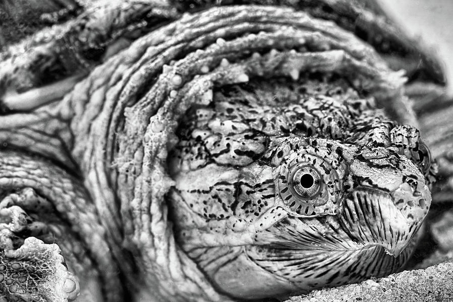 Turtle Photograph - Closeup of a Snapping Turtle by JC Findley