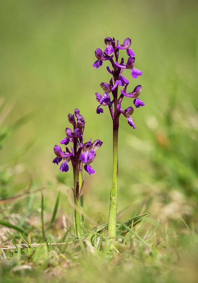 Closeup Of A Wild Orchid In A Meadow Photograph