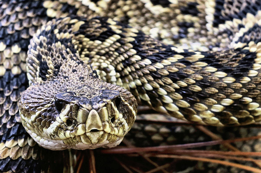 Closeup of an Eastern Diamondback Rattlesnake Photograph by JC Findley