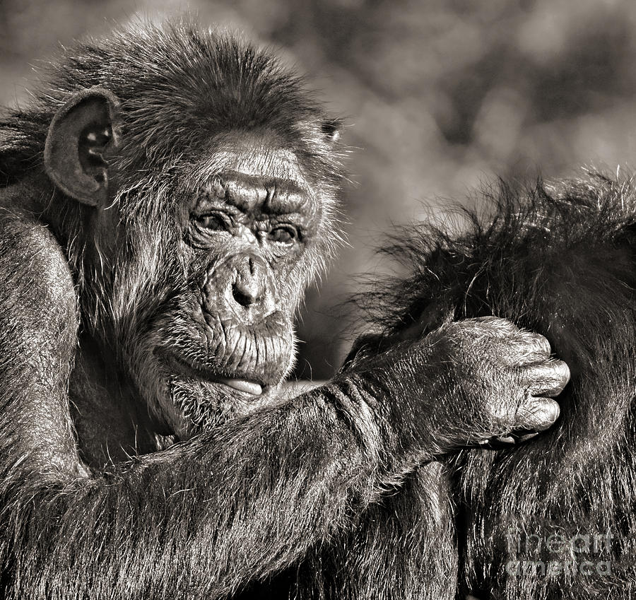 Closeup of an Elderly Chimp Grooming Her Mate Photograph by Jim Fitzpatrick