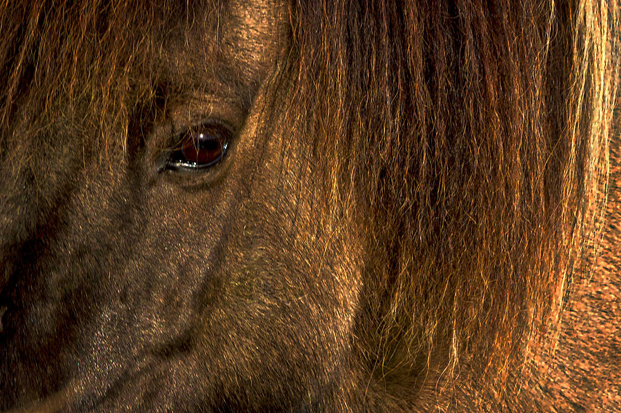 Nature Photograph - Closeup Of An Icelandic Horse #2 by Stuart Litoff