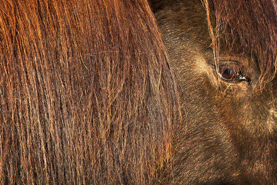Closeup of an Icelandic Horse Photograph by Stuart Litoff