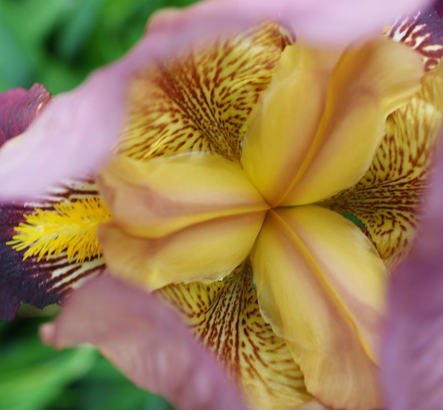 Closeup of an Iris Photograph by Bruce Bley