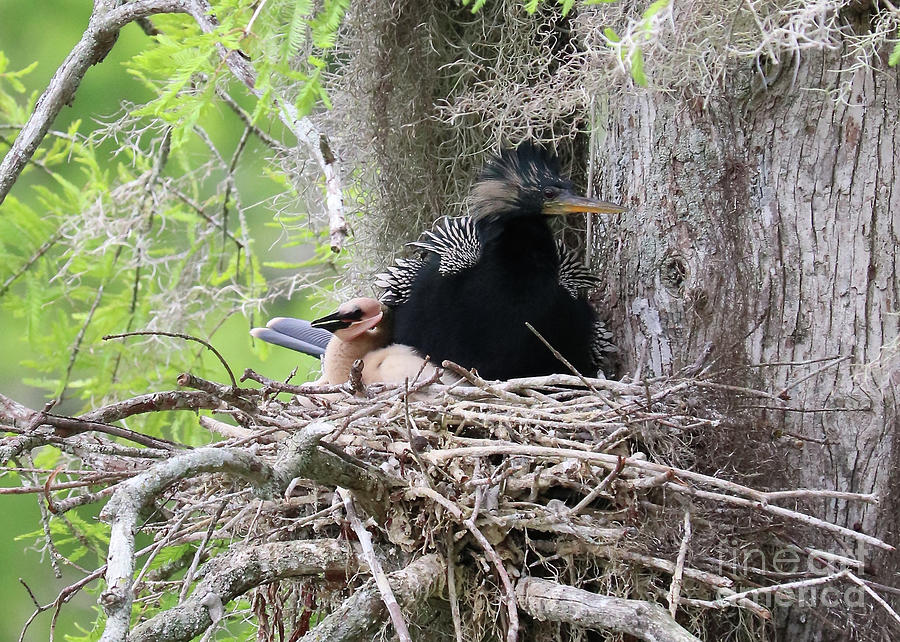 Closeup of Anhingas in Nest Photograph by Carol Groenen