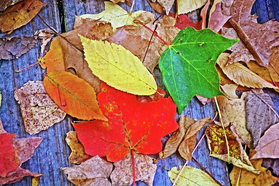 Closeup of Autumn Leaves on Rogue River Boardwalk in Rockford, Michigan  Photograph by Ruth Hager