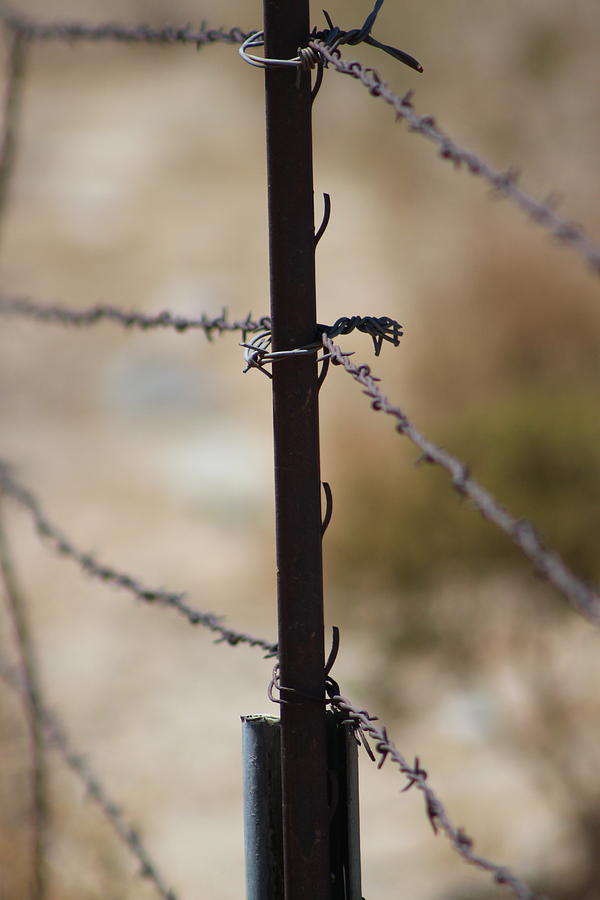 Closeup of Barbed Wire Fence - Portrait 2 Photograph by Colleen Cornelius