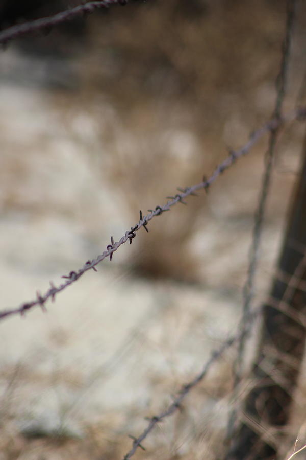 Closeup of Barbed Wire Fence - Portrait Photograph by Colleen Cornelius
