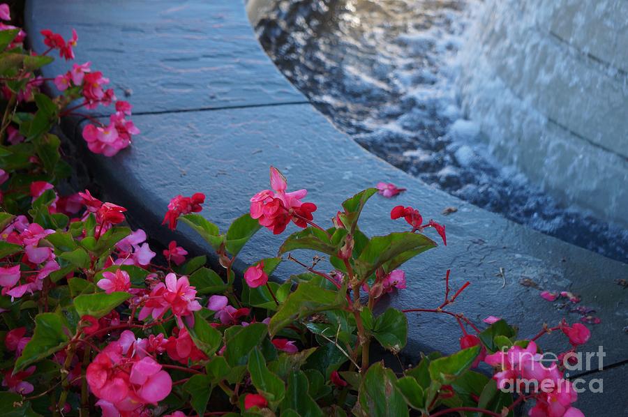 Closeup Of Begonias And Fountain At Tanner Medical Center/Villa Rica, GA Photograph by Maxine Billings
