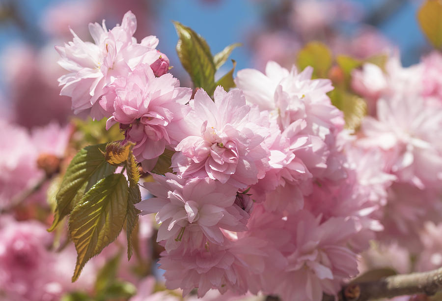 Spring Photograph - Closeup of blooming Sakura by Jaroslav Frank