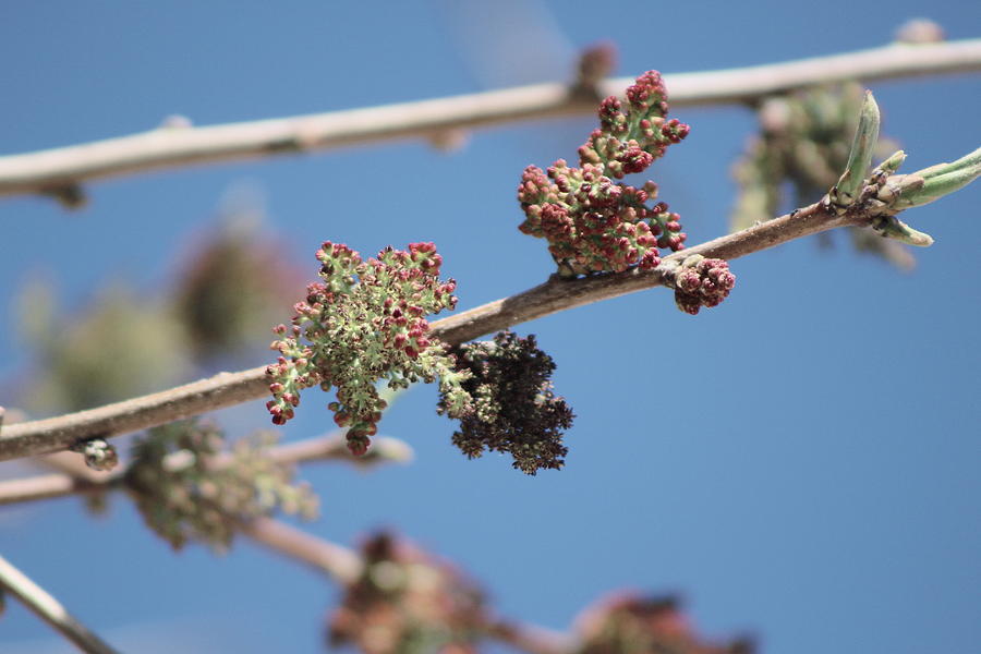 Closeup of Blossoming Shagbark Tree in High Sun Photograph by Colleen Photograph by Colleen Cornelius