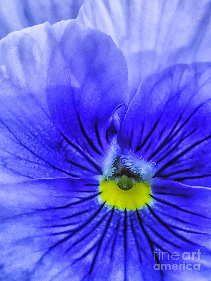 Closeup Of Blue And White Pansy Photograph by Frances Ann Hattier