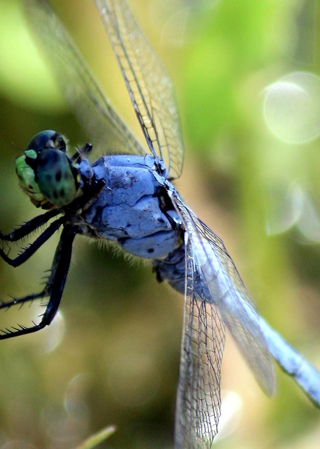 Closeup of Blue Dragonfly Photograph by Carol Groenen