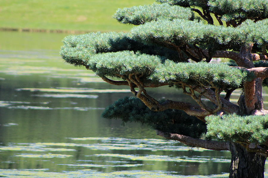 Closeup of Bonsai Tree by Lake Photograph by Colleen Cornelius