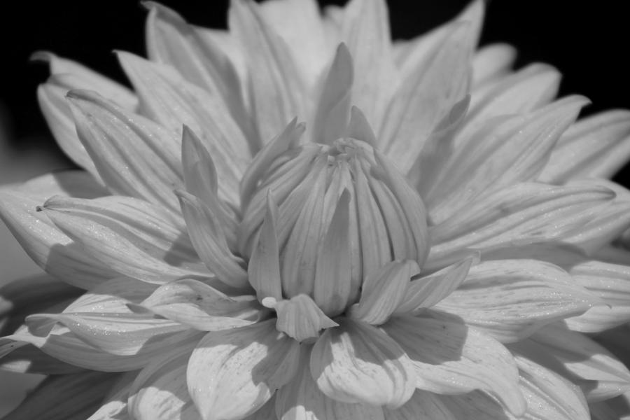 Closeup of Dahlia in Black and White Photograph by Colleen Cornelius