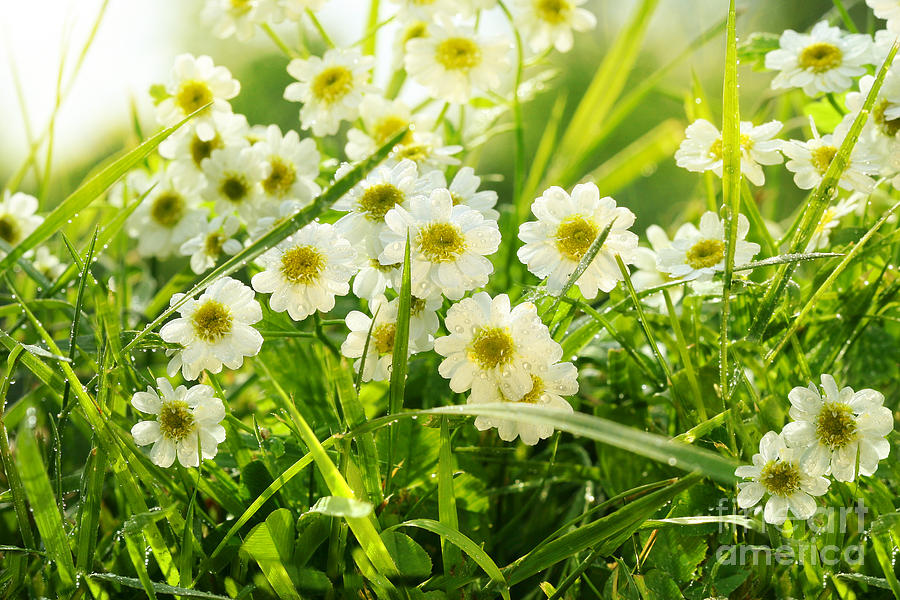 Closeup of daisies in field Photograph by Sandra Cunningham Fine Art