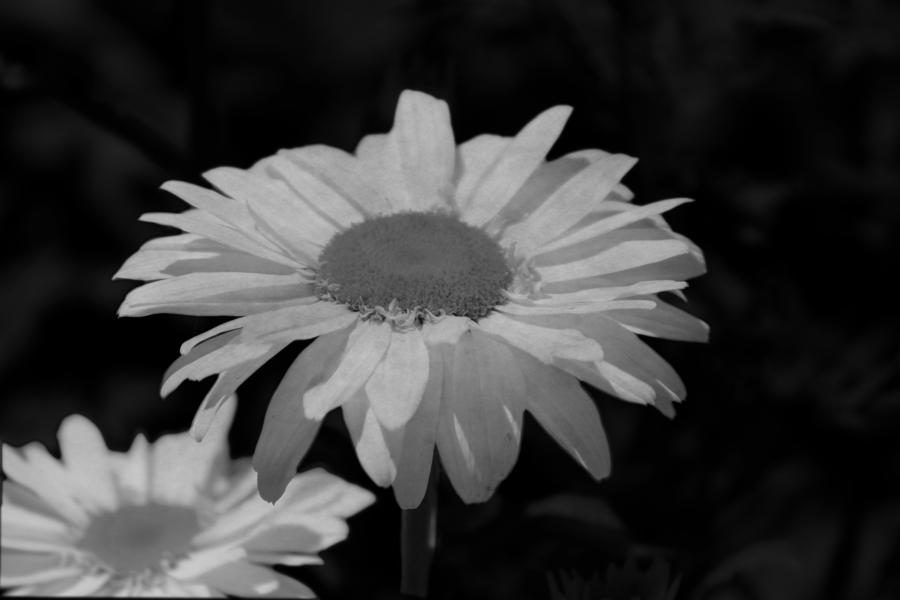 Closeup of Daisy in Black and White Photograph by Colleen Cornelius