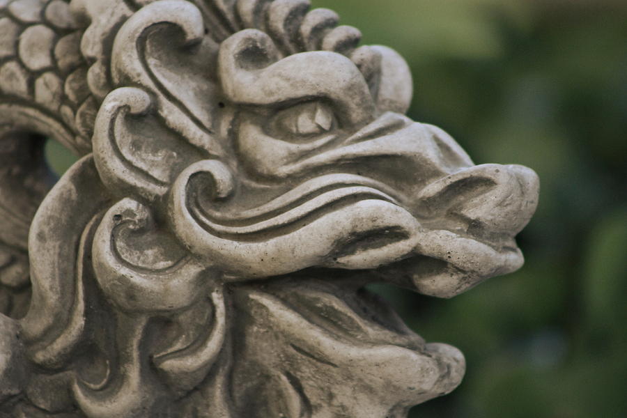 Closeup of Dragon in Slate Gray Photograph by Colleen Cornelius