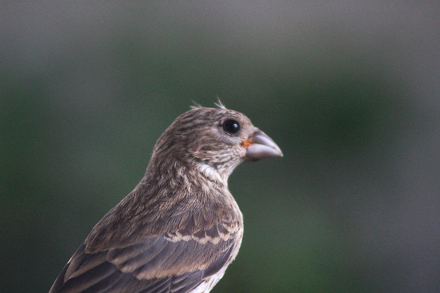Closeup of Female House Finch on Hunter Green Photograph by Colleen Cornelius