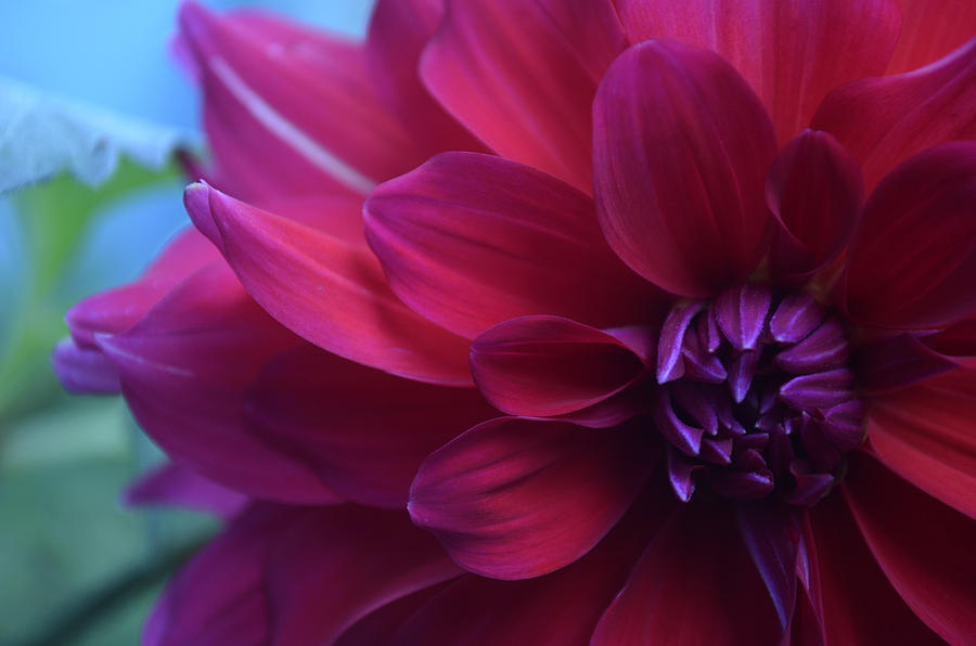 Daisy Photograph - Closeup of Flower by Raghavendra N