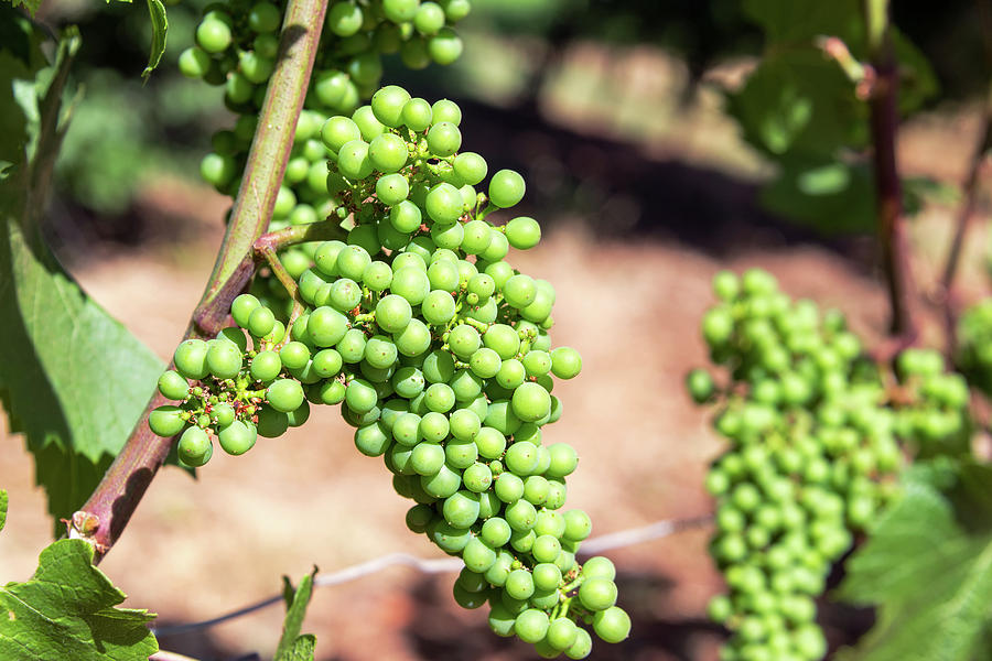 Wine Photograph - Closeup of Grapes by Jess Kraft