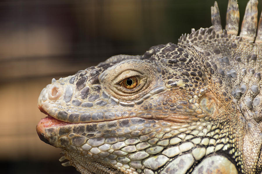 Closeup of Green Iguana showing the brilliant yellow eye colors ...