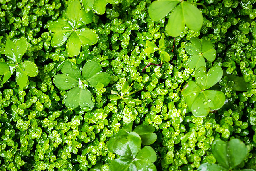 Lush Green Soothing Organic Sense Photograph by John Williams