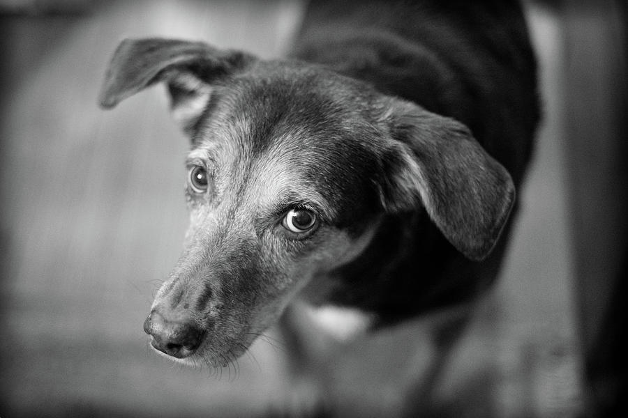 Closeup of guilty dog in BW Photograph by David Prahl - Fine Art America