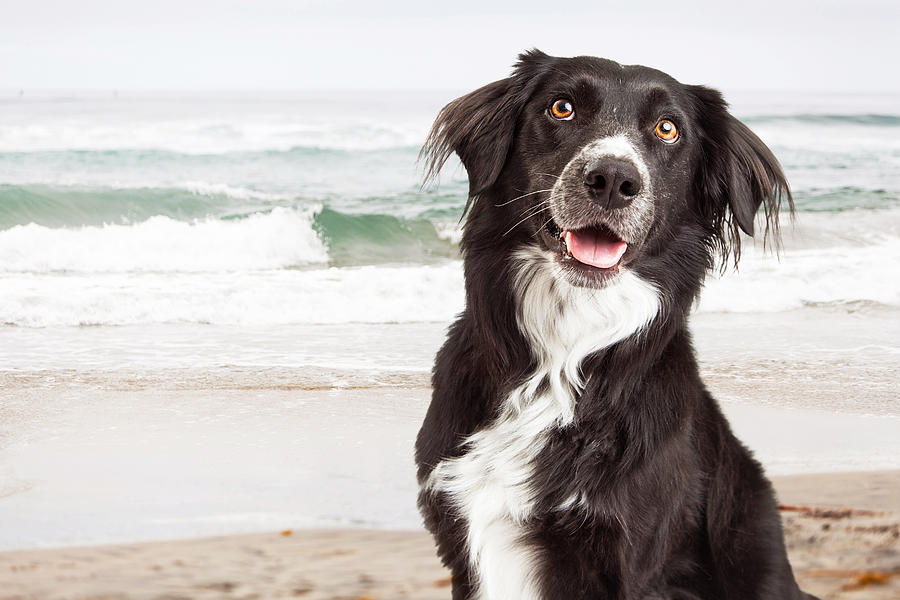 Summer Photograph - Closeup of Happy Dog at Beach by Good Focused