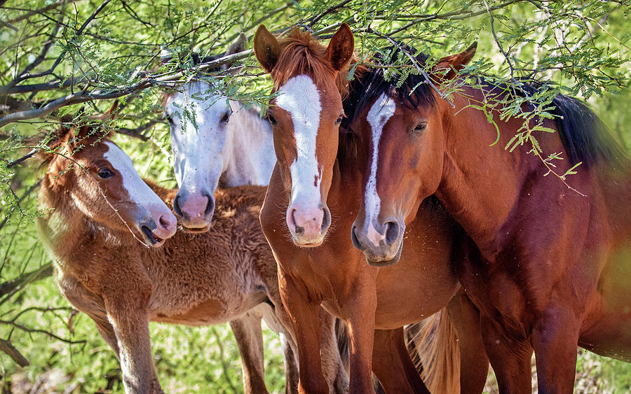 Closeup of Herd of Four Wild Horses Photograph by Good Focused