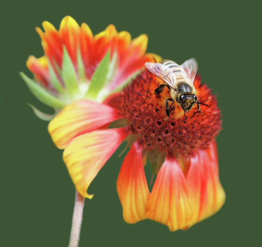 Flower Photograph - Closeup of Honey Bee on Gallardia by Eneida Gastal-Keith