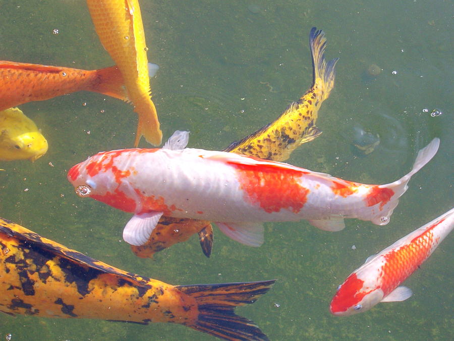 Closeup of Japanese Koi Fish Photograph by Colleen Cornelius