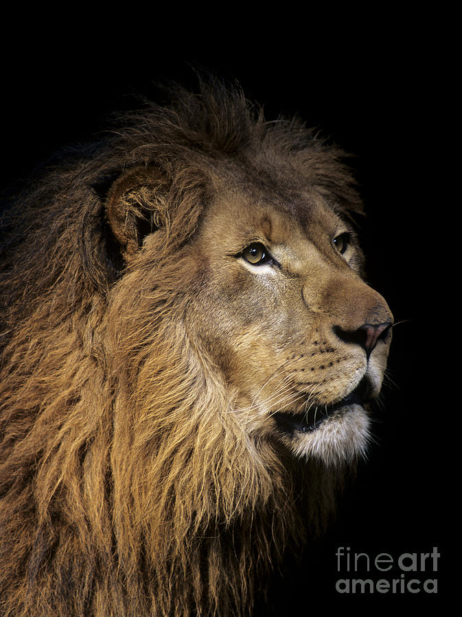 Lion Head Photograph by Bill Schildge