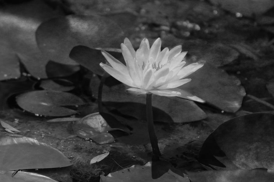 Closeup of Lotus Flower in Black and White Photograph by Colleen Cornelius
