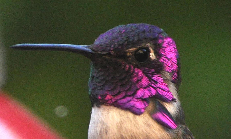 Closeup Of Male Annas Photograph by Jay Milo