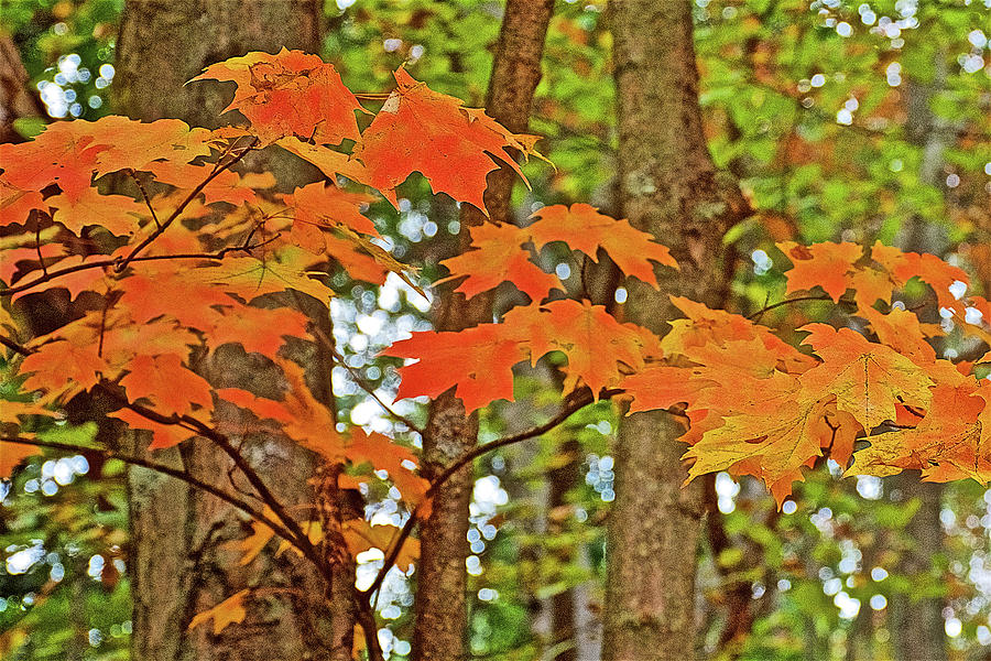 Closeup of Orange Maple Leaves on Trail to North Beach Park in Ottawa County, Michigan Photograph by Ruth Hager