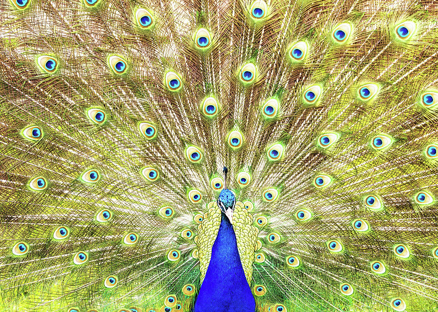 Peacock Photograph - Closeup of Peacock Displaying Train by Good Focused