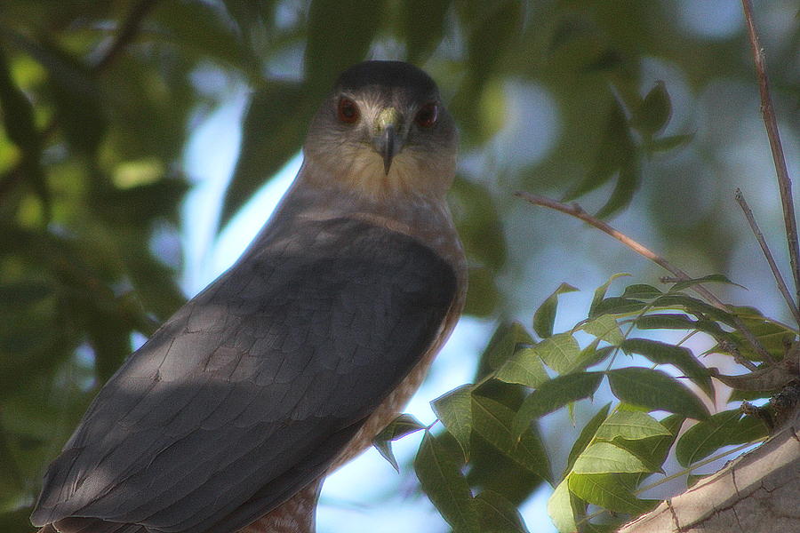 Closeup Of Peregrine Falcon Photograph by Colleen Cornelius