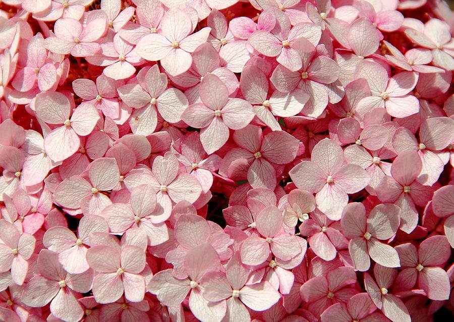 Closeup of Pink Hydrangea Photograph by Allen Nice-Webb
