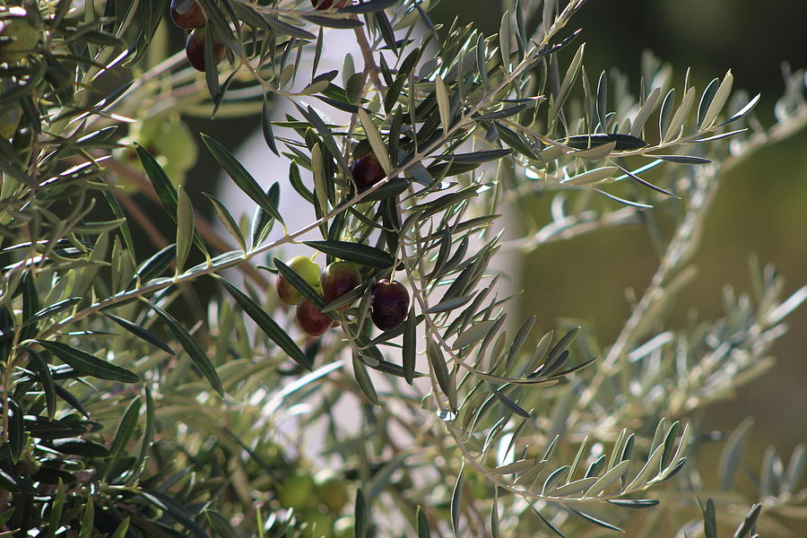 Closeup of Ripe Olive on Tree Photograph by Colleen Cornelius