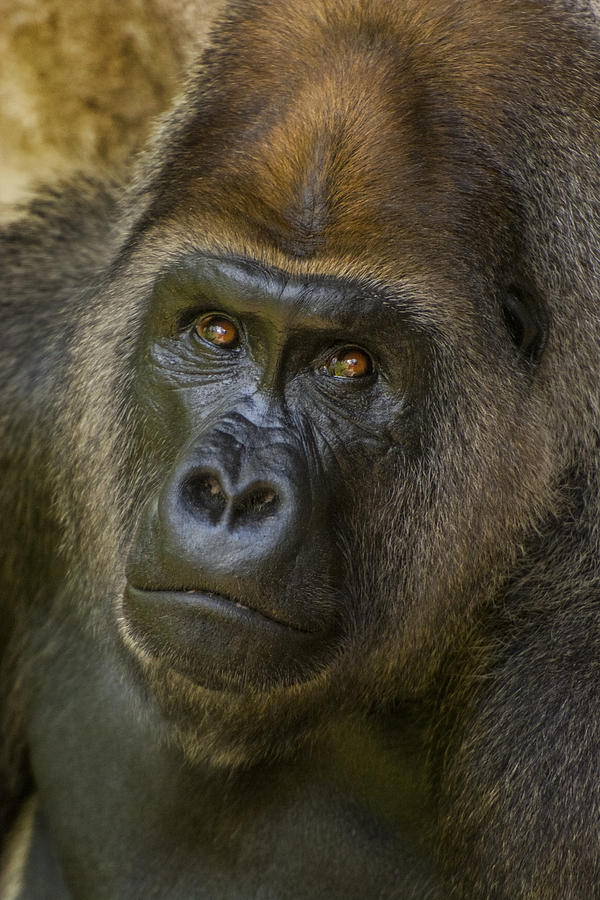 gorilla penis closeup
