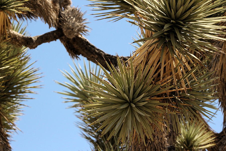 Closeup of Single Joshua Tree Branches Photograph by Colleen Cornelius