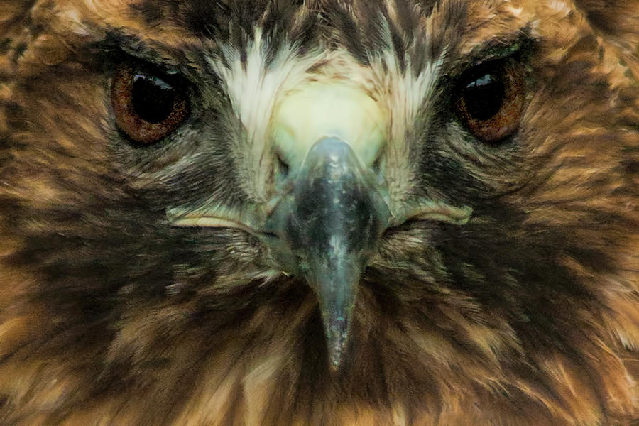 Closeup of the Face of a Red-Tailed Hawk Photograph by Randall Nyhof