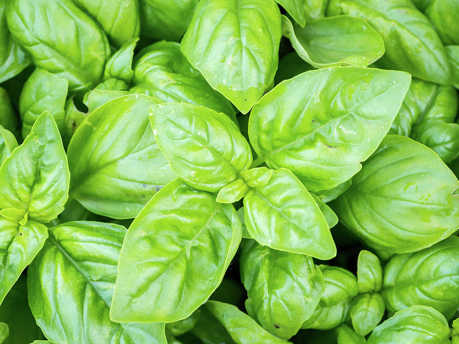 Closeup Of The Vibrant Green Leaves Of Basil Photograph