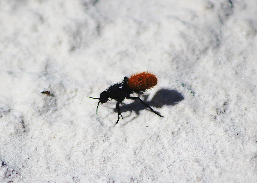 Closeup of Velvet Ant Photograph by Colleen Cornelius