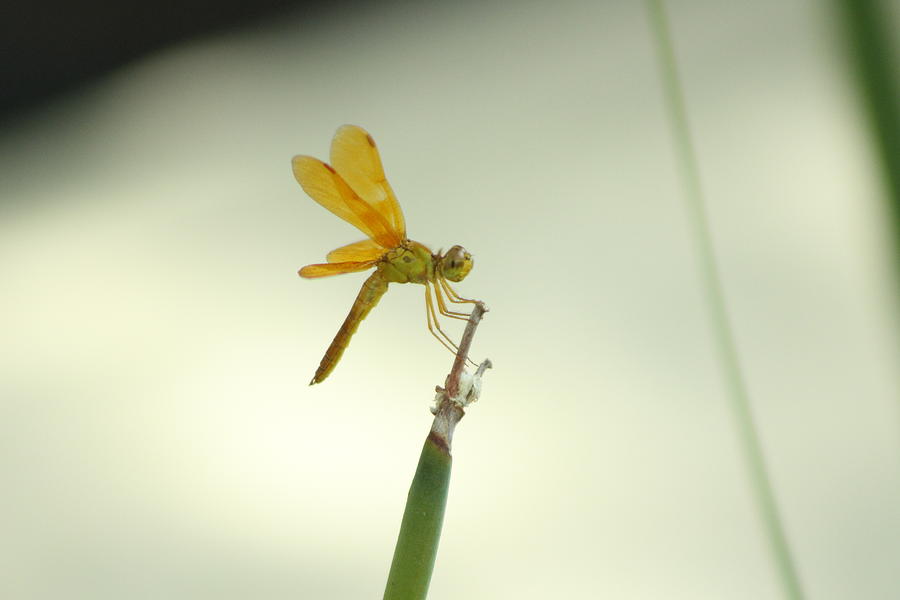 Closeup of Vivid Colored Amberwing Dragonfly Photograph by Colleen Cornelius