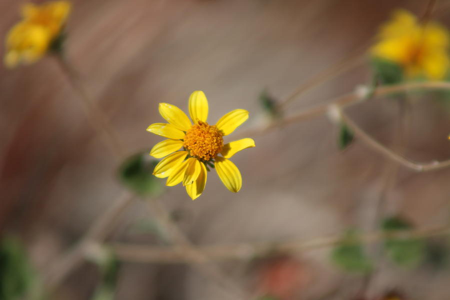 Closeup of Yellow Daisy Like Flower Photograph by Colleen Cornelius