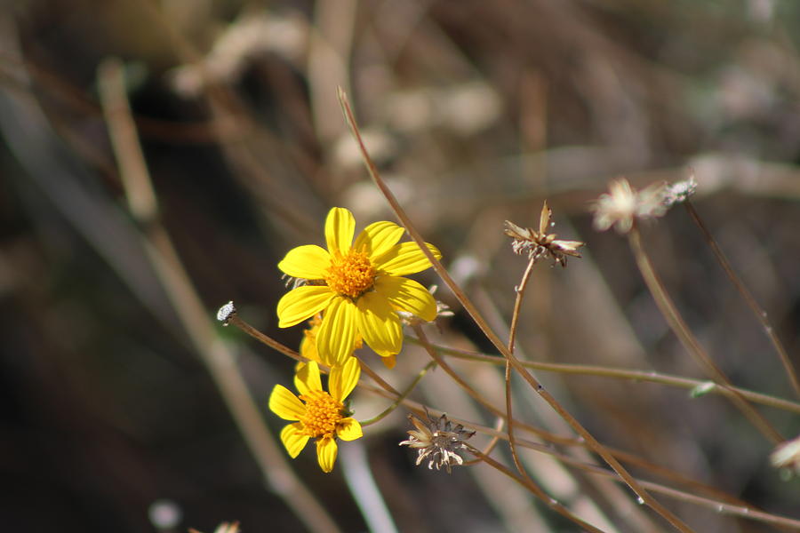 Closeup of Yellow Desert Wildflower Brittlebush Photograph by Colleen Cornelius