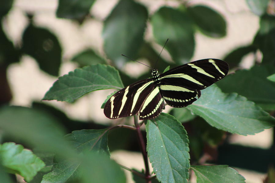 Closeup of Zebra Butterfly Photograph by Colleen Cornelius