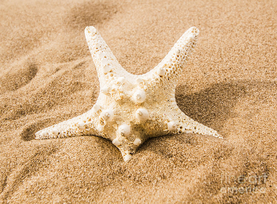 Closeup on a seashore starfish Photograph by Jorgo Photography