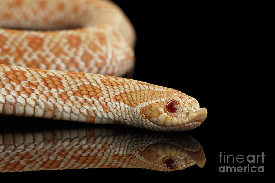 Snake Photograph - Closeup Pink pastel Albino Western Hognose Snake, Heterodon nasicus isolated on black background by Sergey Taran